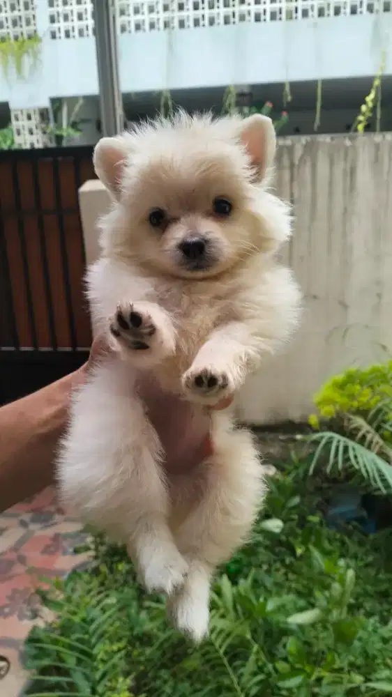 JUAL murah. Puppy anjing white pomerania