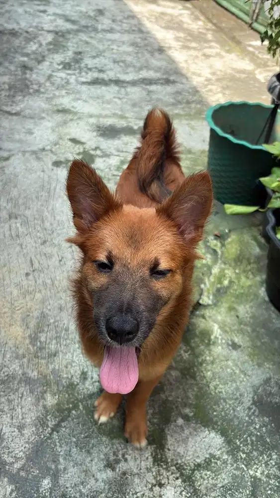 doggy pom x jack russwl