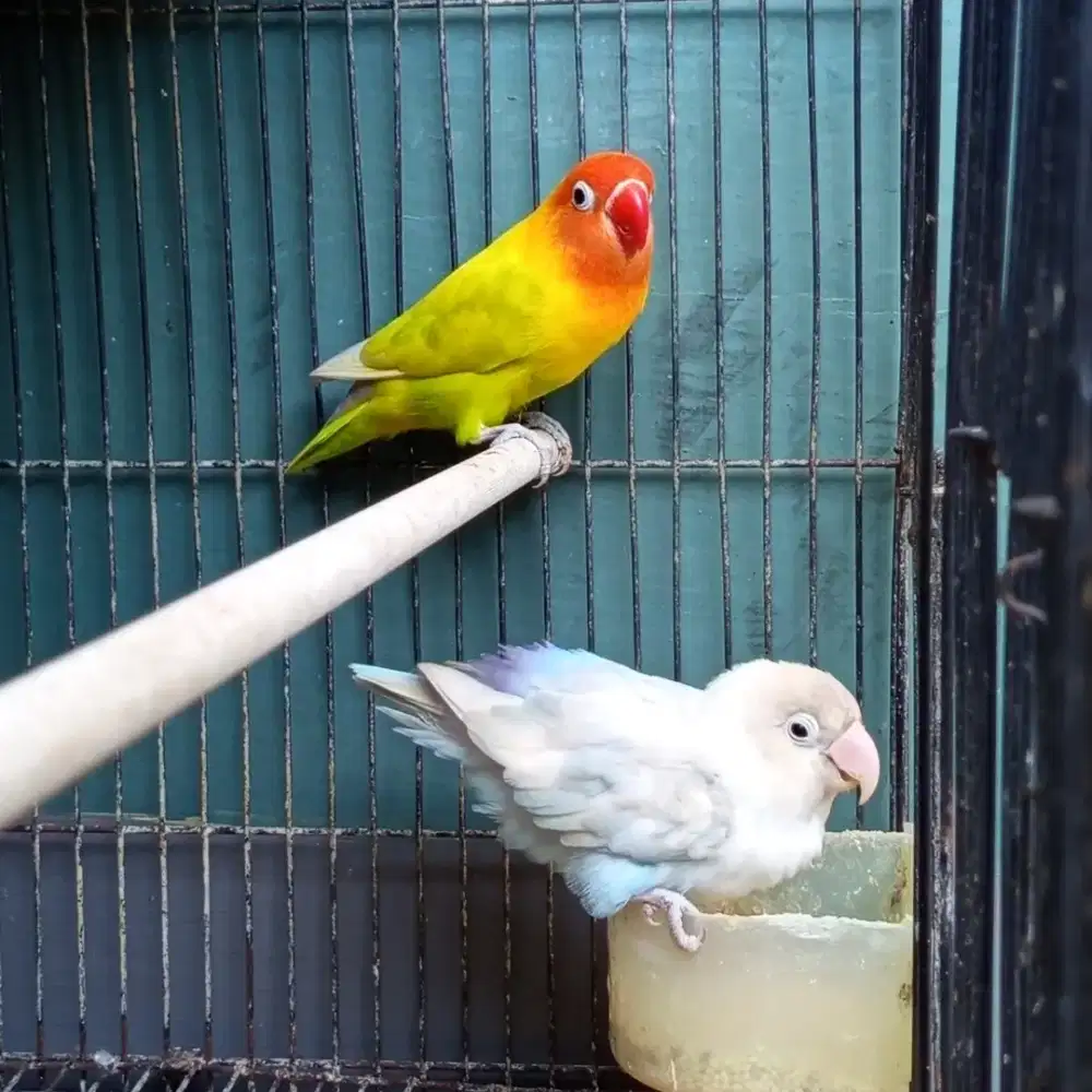 Lovebird Sepasang Pastel kuning dan Blue ice