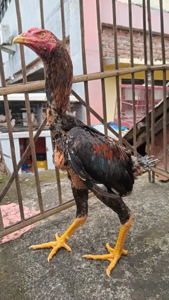 Ayam bangkok Lancuran