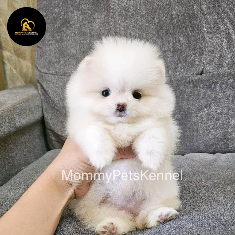 Supermini Pom pomeranian anjing puppy minipom