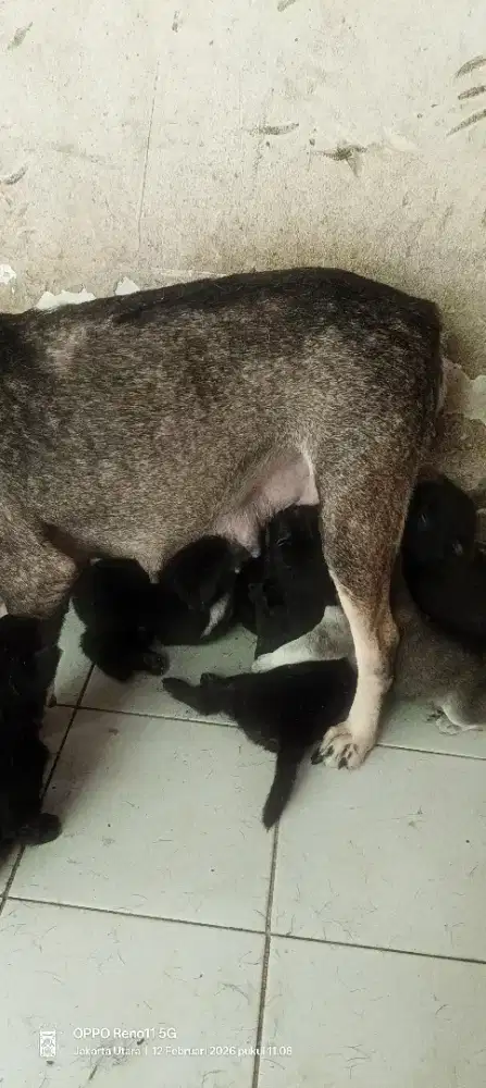 Anak anjing mix kintamani