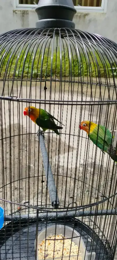 Sepasang burung lovebird aja