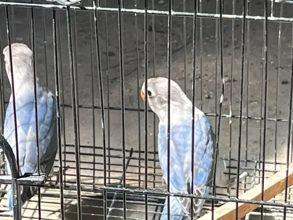 Dijual lovebird biru mangsi usia 2 bulan
