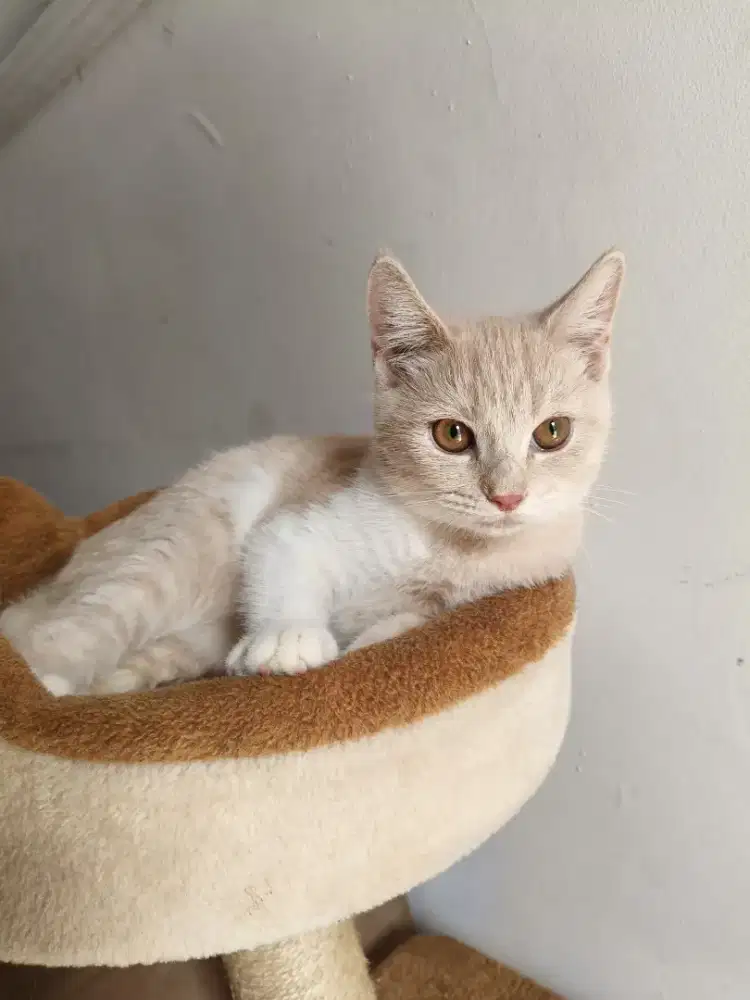 Kucing British Short Hair / BSH mix jantan