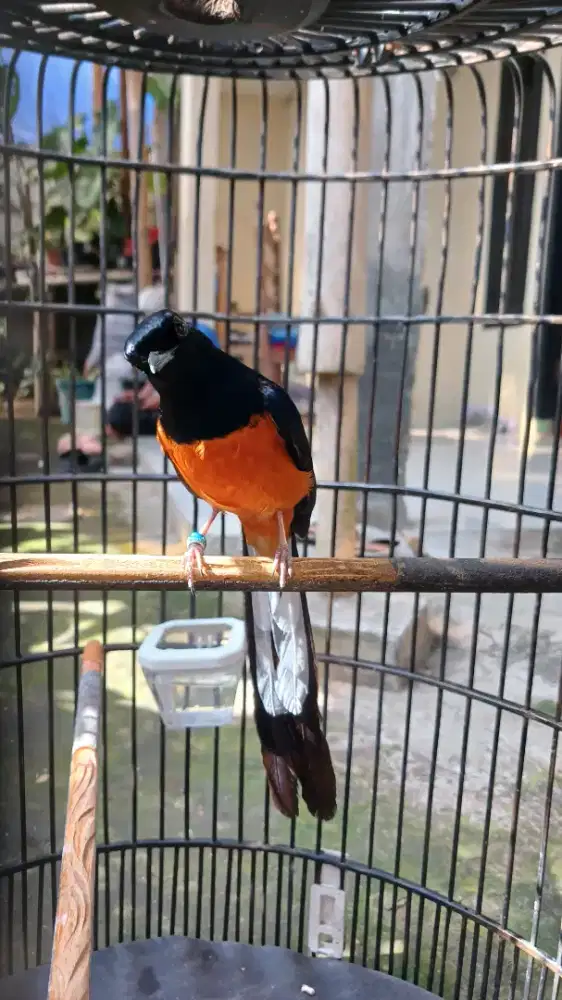 Murai Medan.. Ring..