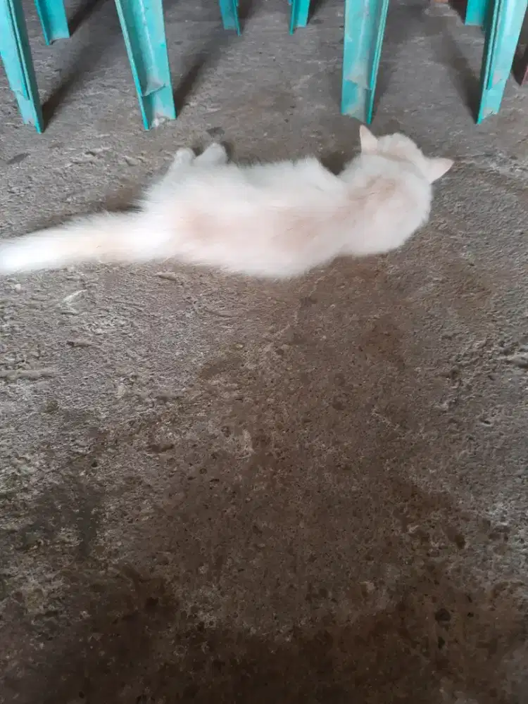 Lepas adop kucing persia