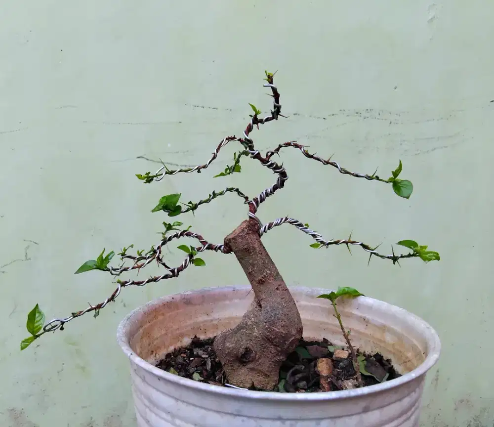 Bahan bahan bonsai