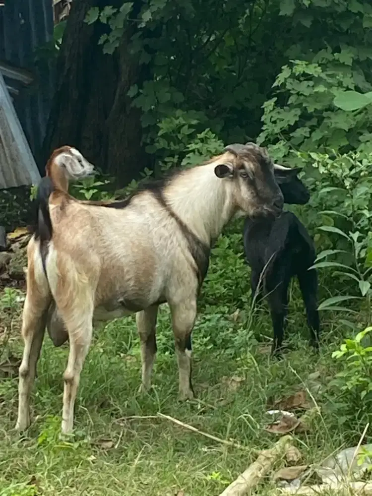 Kambing usia 2- 3 tahun murah