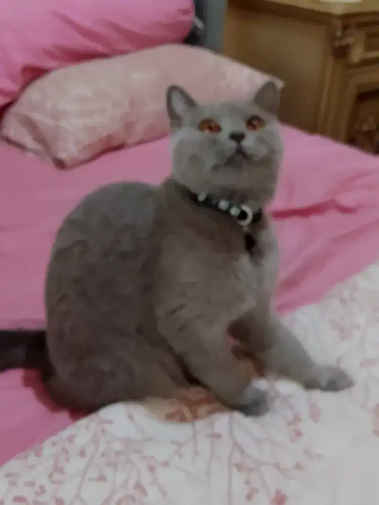 Kucing british short hair bsh british shorthair