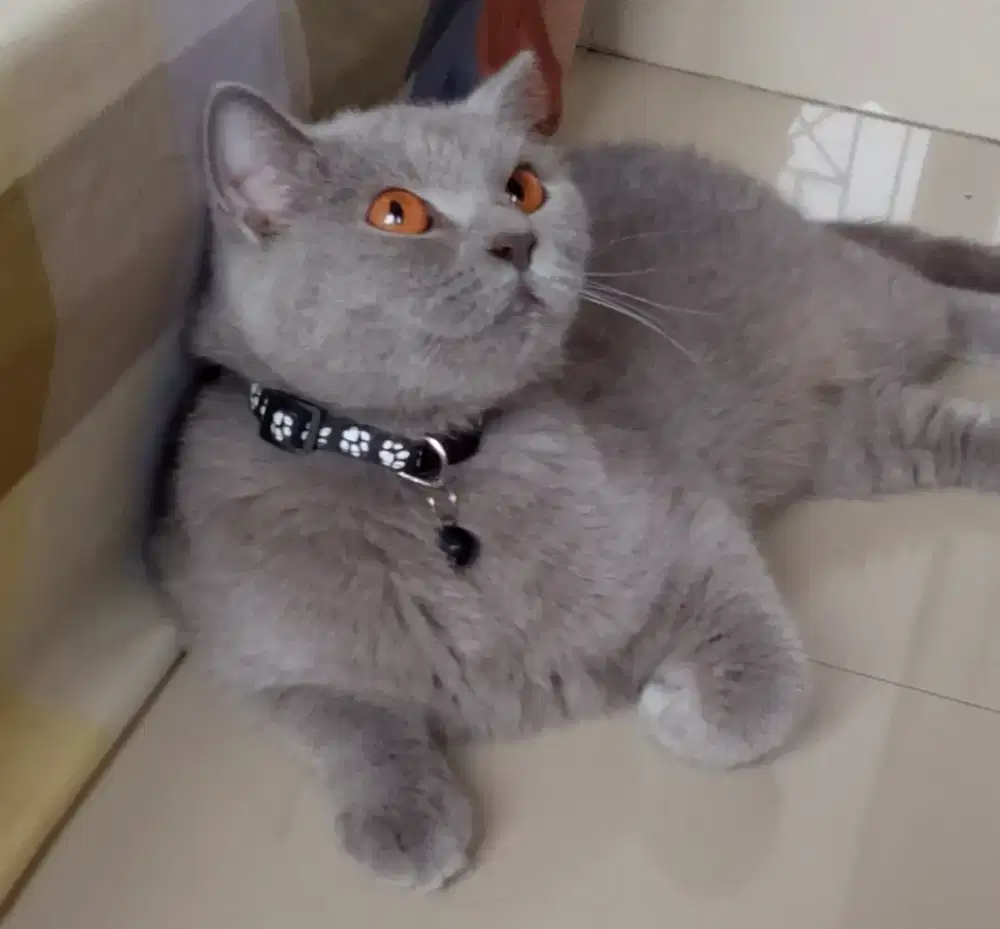 Kucing british shorthair Ped bsh british short hair