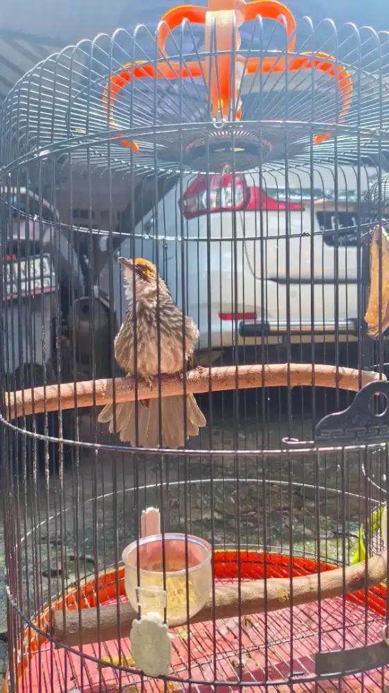 JUAL MURAH 2 BURUNG CUCAK RAWA CUCAK ROWO