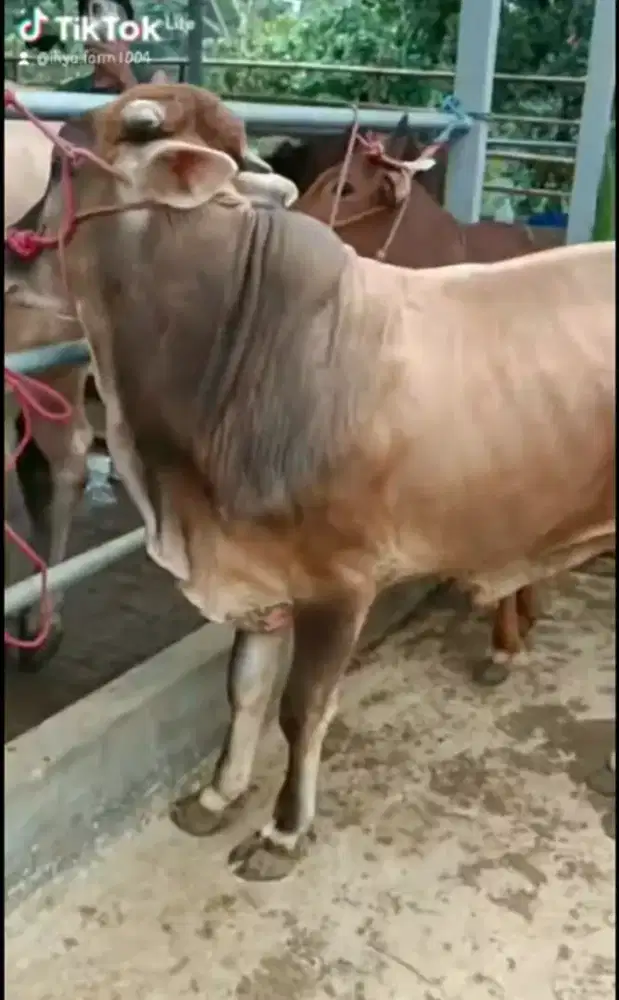 Sapi Qurban Pegon