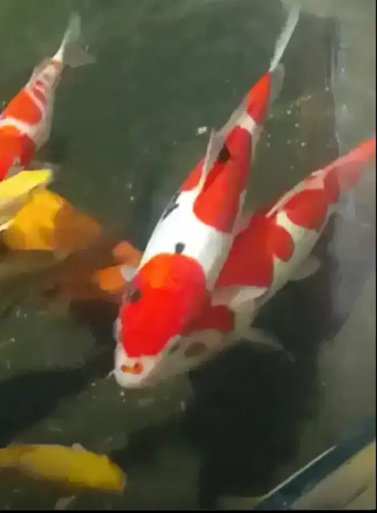 Koi sanke doitsu 36cm ktp blitar