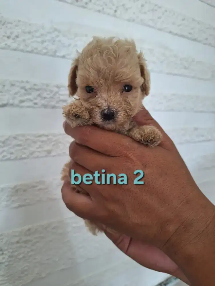 Apricot Toy Poodle Male & Female ( Kosongan )