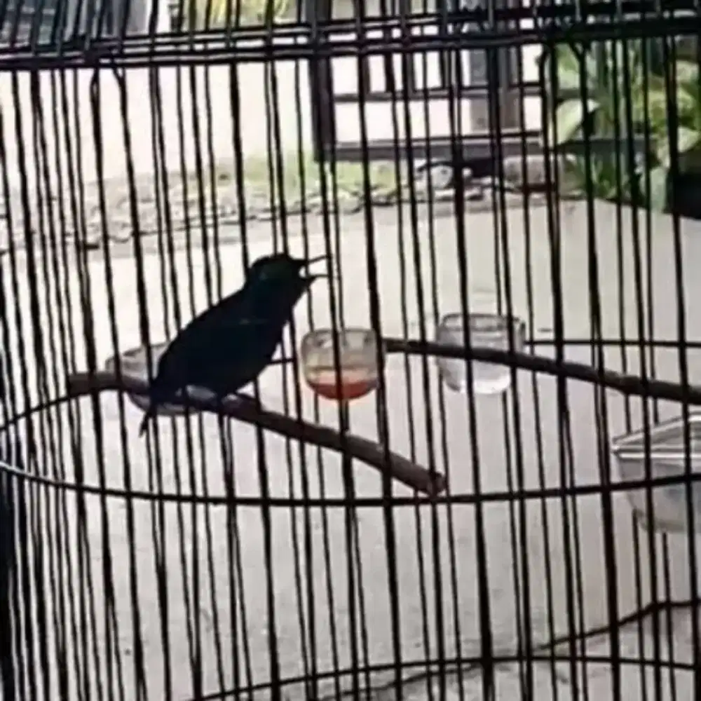 K0nin mewah materi faseh