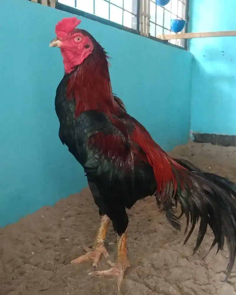 Ayam jago bangkok Jalu super