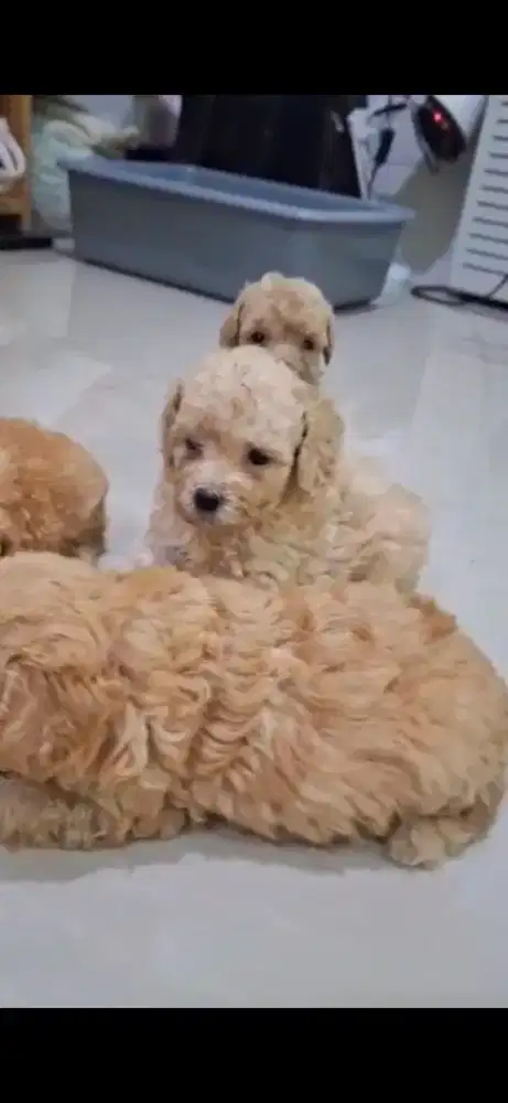 Apricot Toy Poodle Male & Female Kosongan ( Pure Breed Bergaransi )