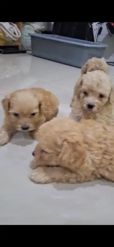 Apricot Toy Poodle Male & Female ( Pure Breed Bergaransi )