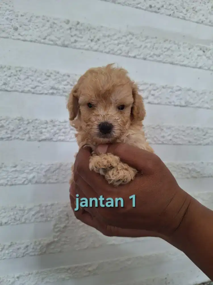 Apricot Toy Poodle Pure Breed ( Bergaransi )