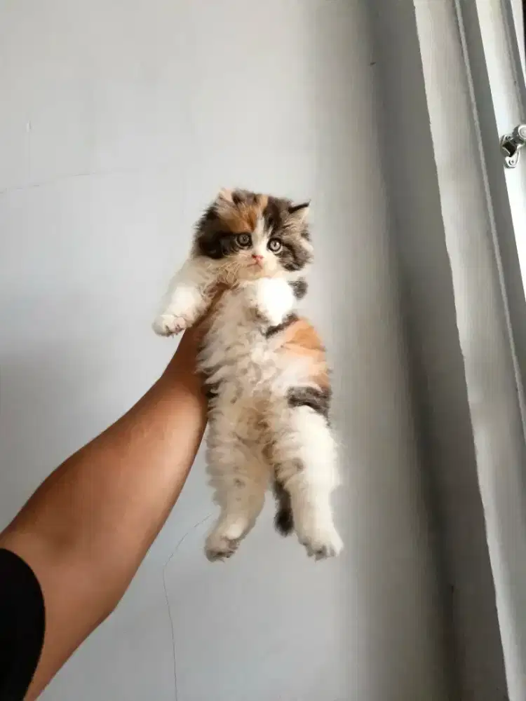 Kitten flatnose betina