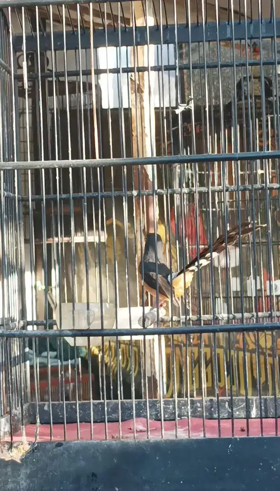 Promo Trotolan Murai Batu Ekor Panjang Trah Fighter