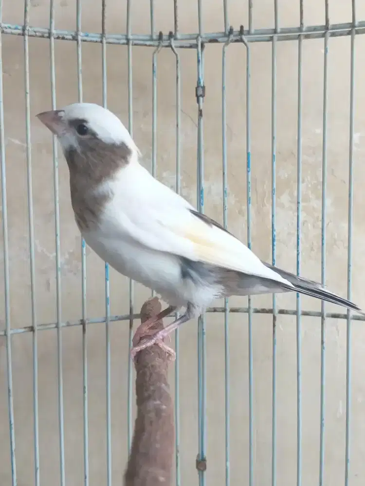 Kenari Spanish Timbrado Paud, Jantan