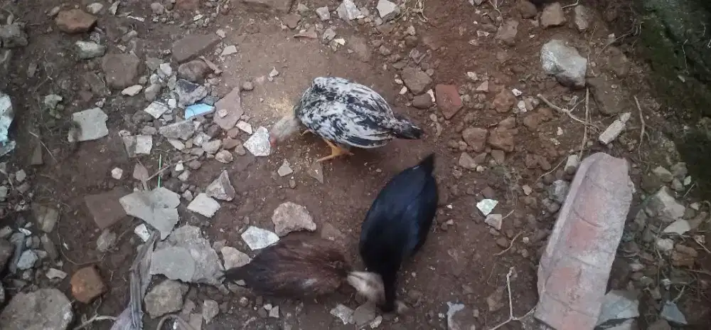 Jual ayam kampung anakan 3 ekor