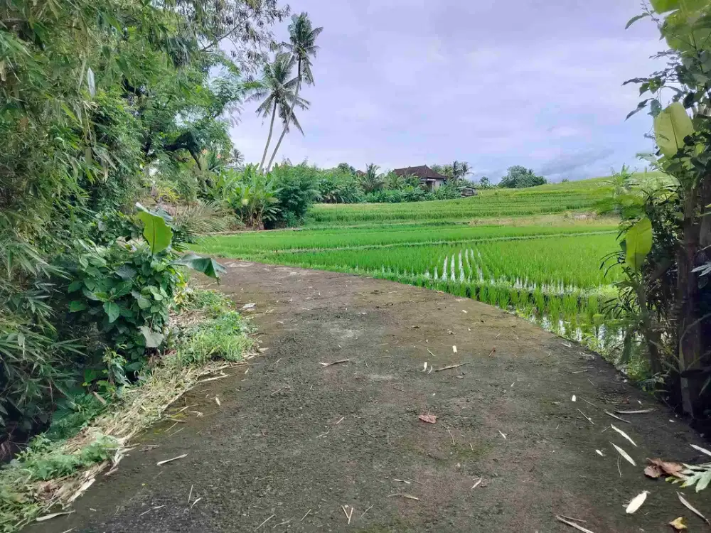 jual tanah view bgus lokasi kerambitan .lt 1100 m2. harga 120jt/ are