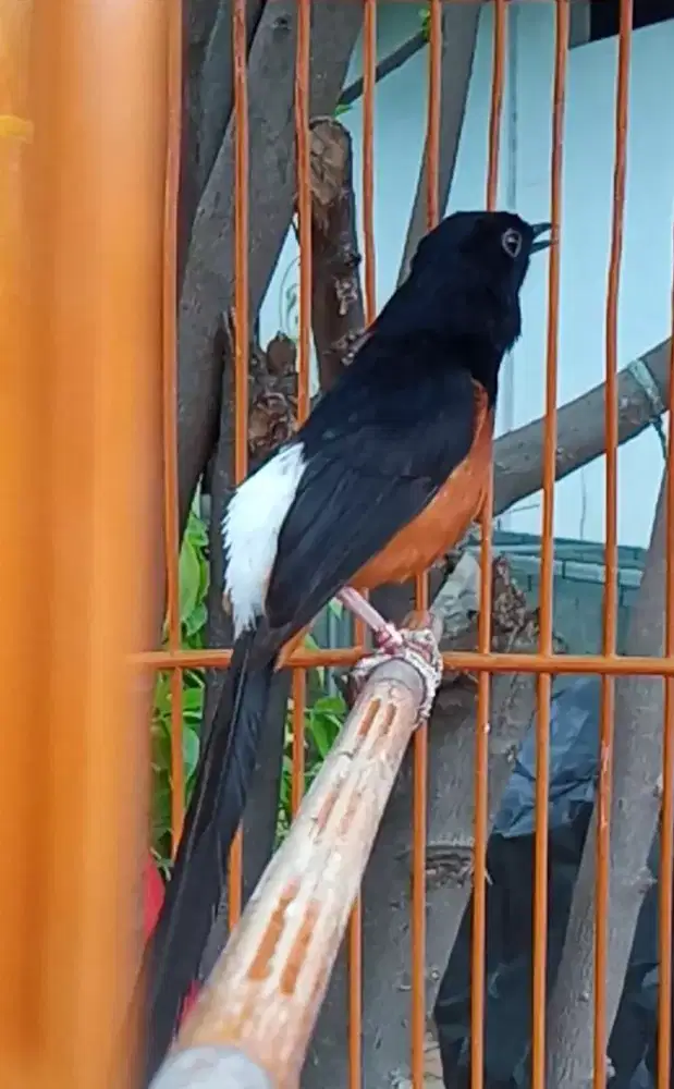 Muray batu mampan prestasi