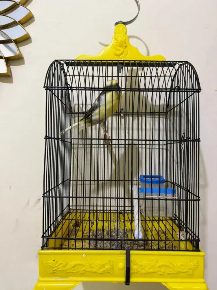 Kenary betina F2 rasa YS sudah buang telur