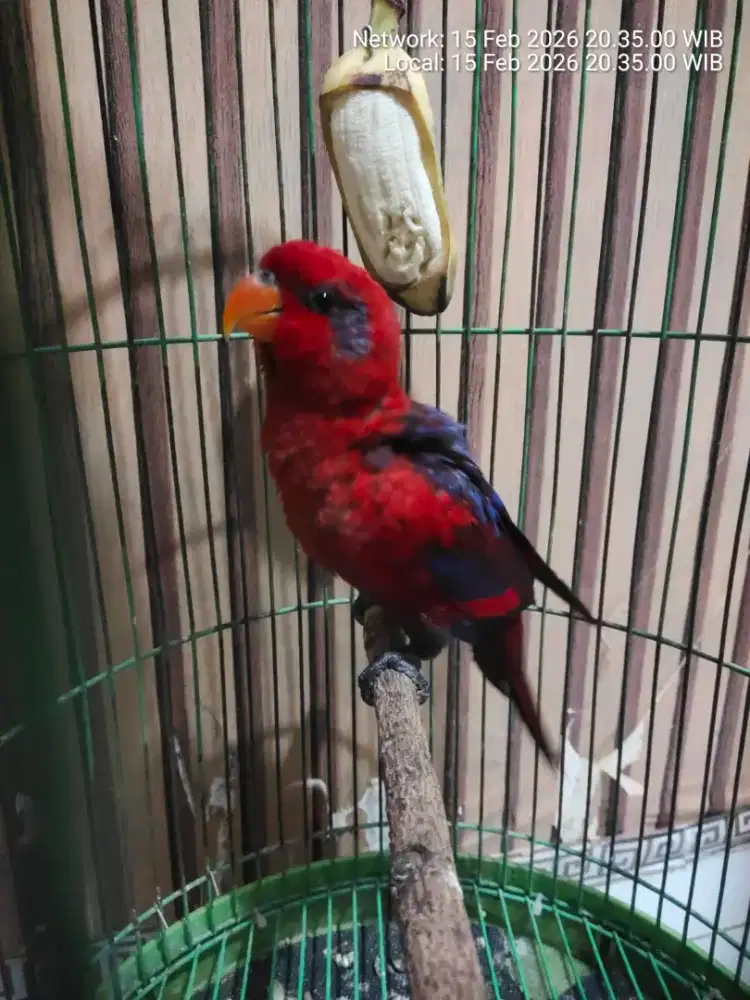 Burung red merah