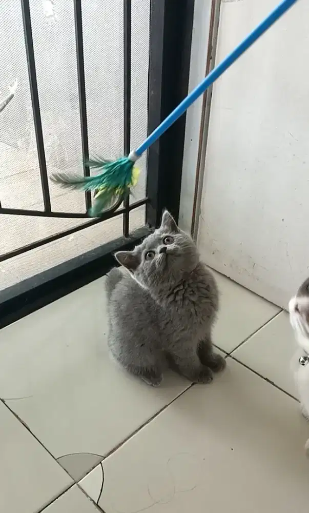 Kucing BSH betina NS