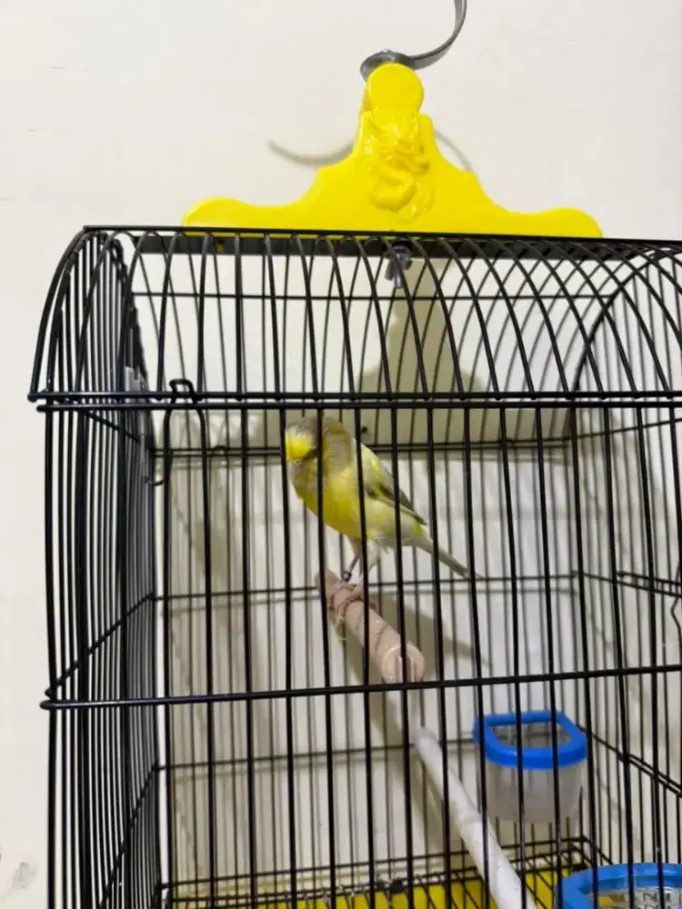 Kenary betina AFS rasa F1 YS