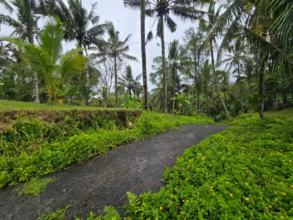 Dijual Tanah Murah Di Selemadeg Tabanan Bali Suasana Sejuk Dan Nyaman