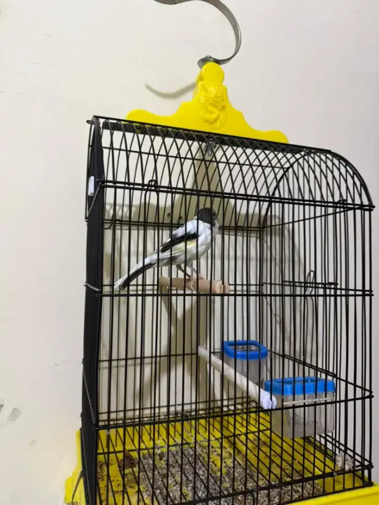 Kenary betina AFS SF