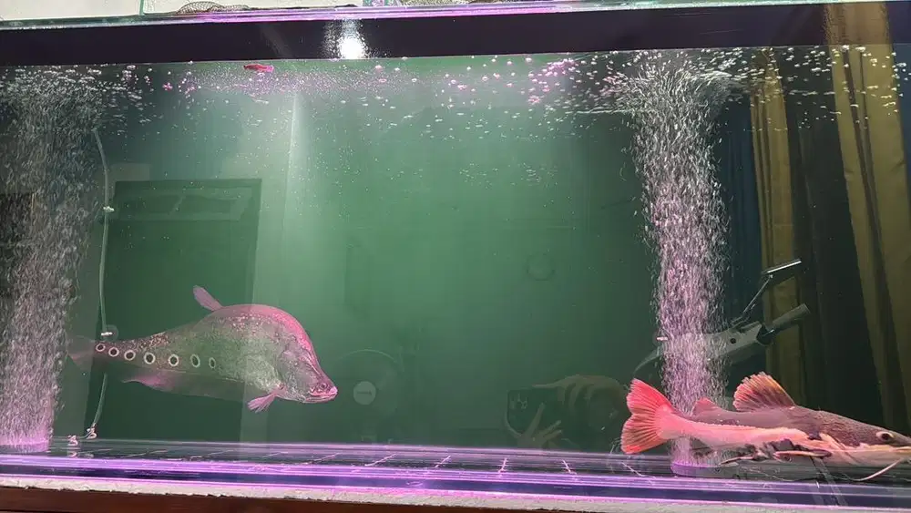 Redtail cat fish (rtc) dan leopard cat fish