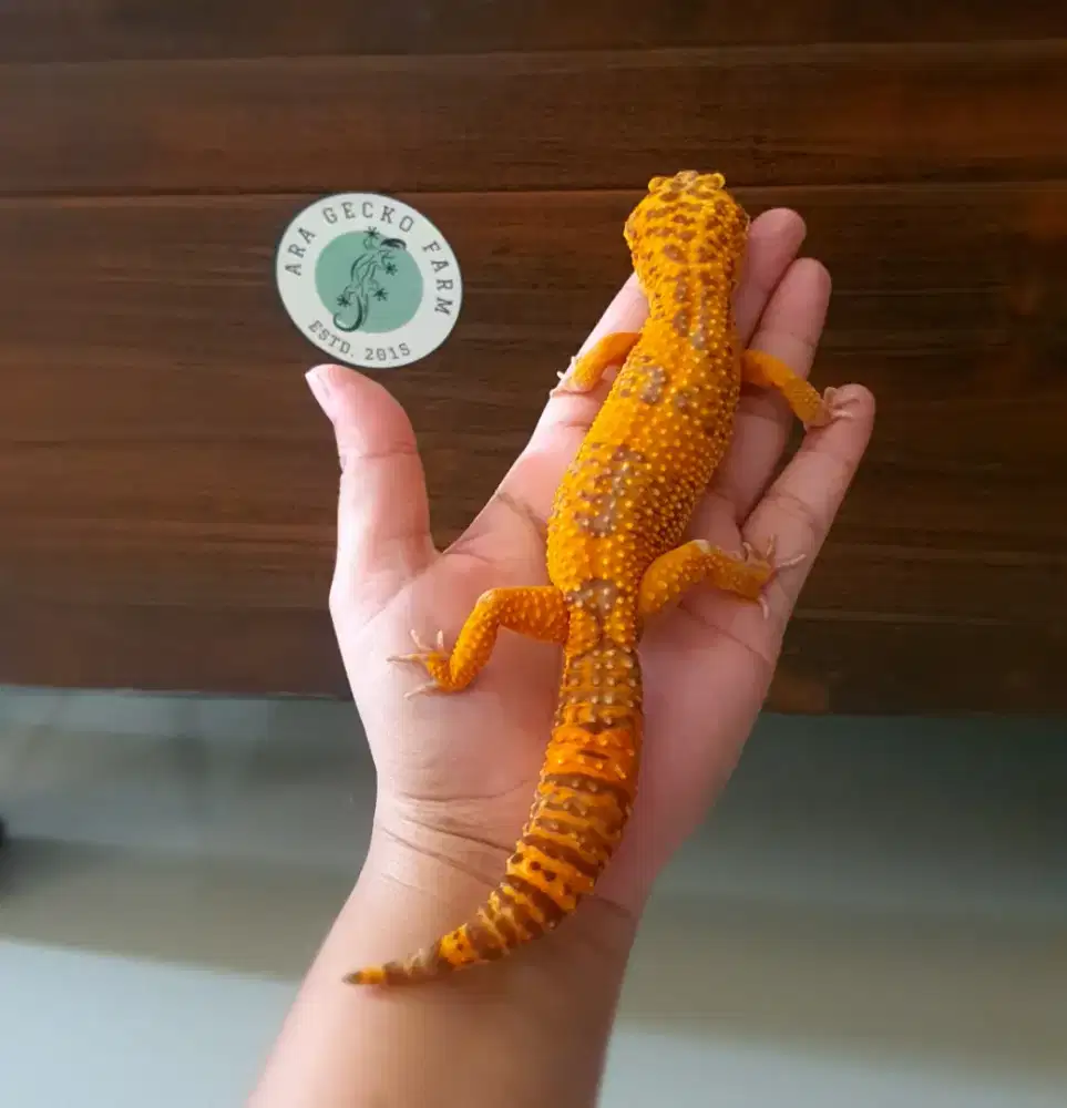 Leopard Gecko Ara Gecko