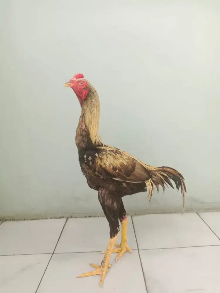 Ayam bangkok selatan