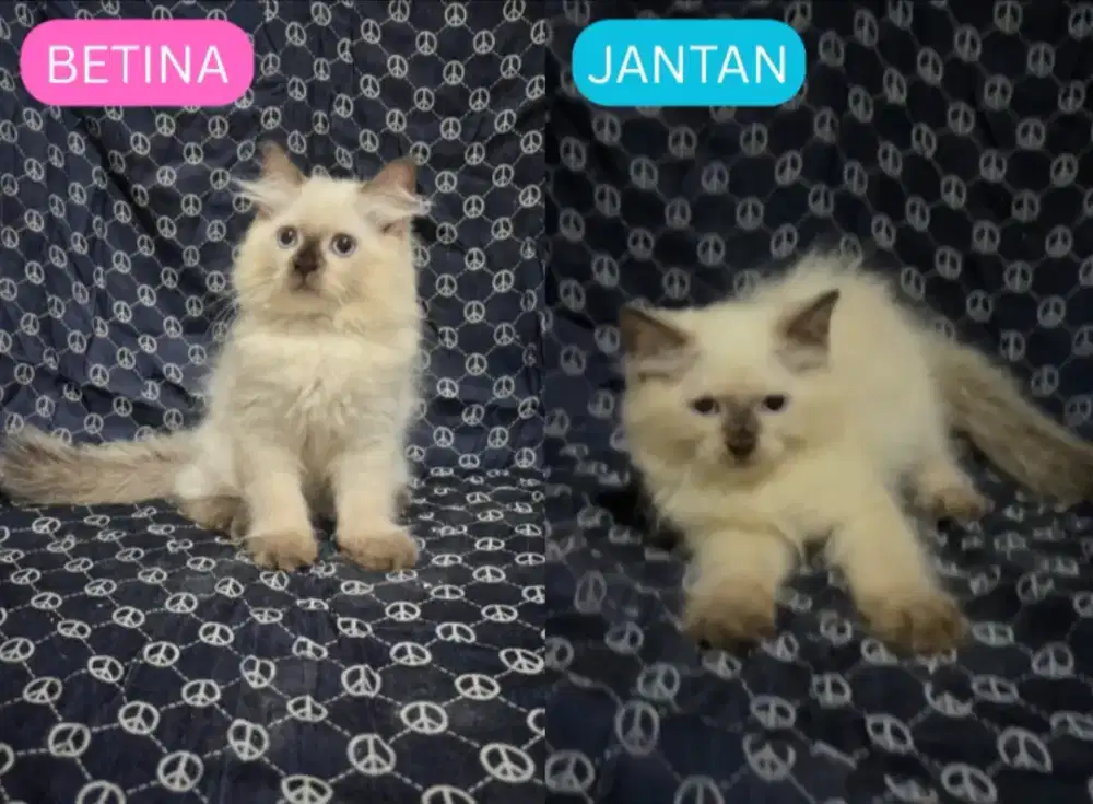 Kitten Ragdoll Seal Point