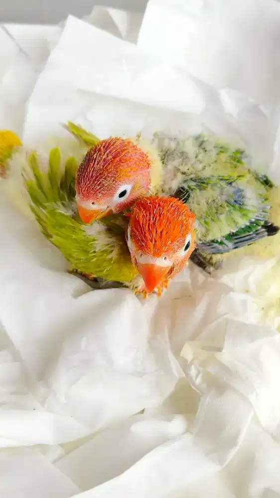 Lolohan Lovebird Biola