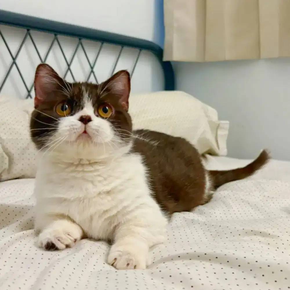 munchkin  British shorthair  choco/ cinnamon betina