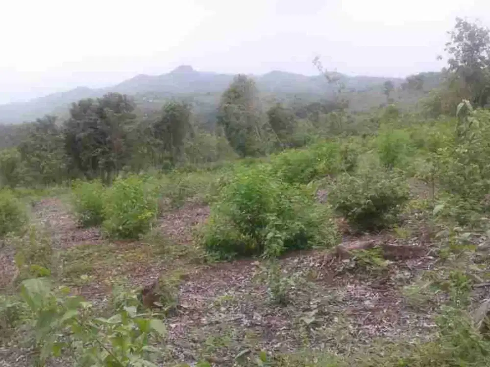 Dijual Tanah luas 14,15 hektar Di Desa Ligarmukti, Klapanunggal, Bogor