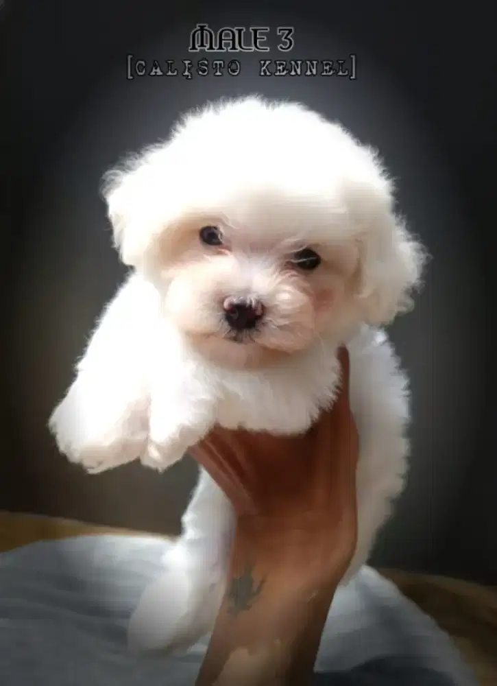 anakan bichon frise
