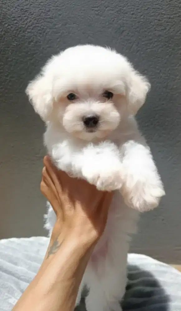 anakan bichon frise