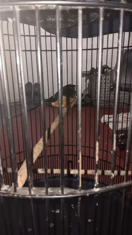 Jual murai batu medan