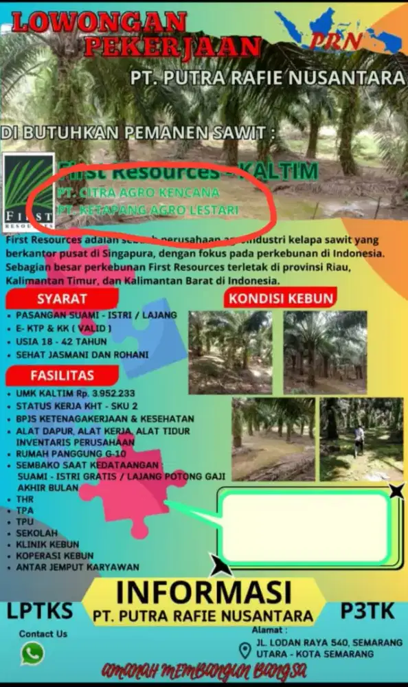 Loker perkebunan kelapa sawit