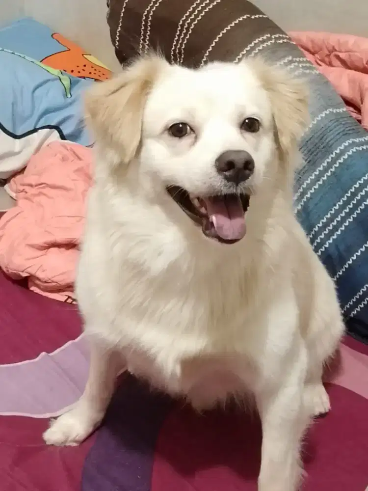 Pengurus Hewan Peliharaan