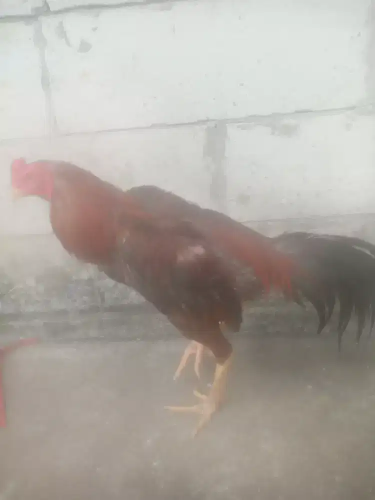 Ayam Bangkok biring