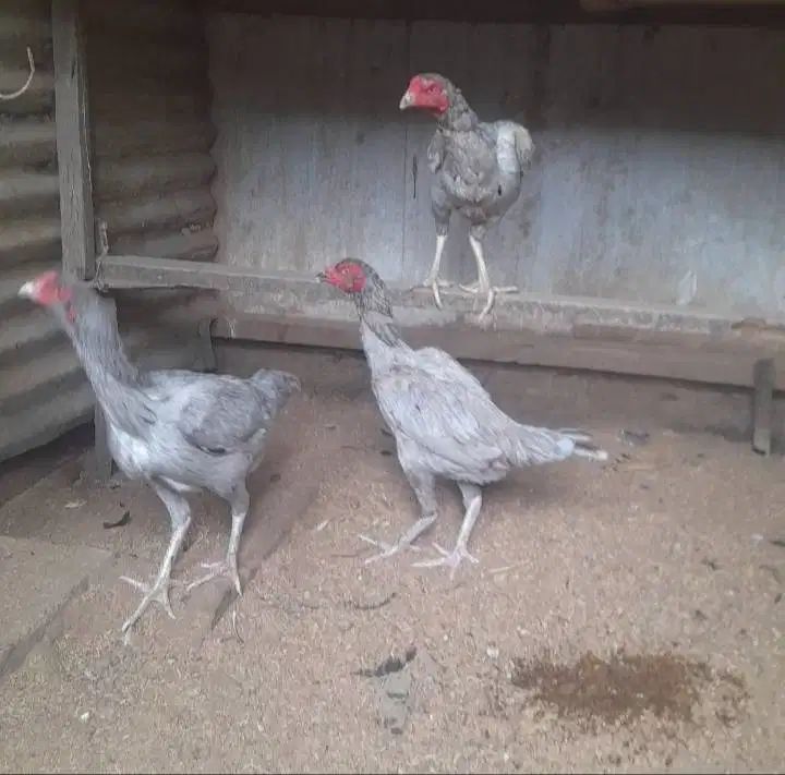 JUAL indukan Pakoy x Pama